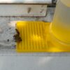 Bee drinking from bee feeder bottle